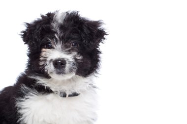 şirin havanese bichon köpek yavrusu