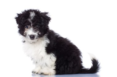 çok güzel havanese bichon oturma