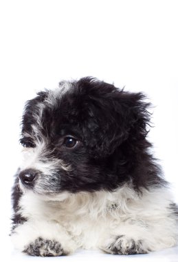 meraklı havanese bichon arıyorsunuz