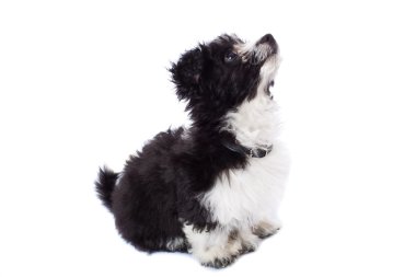 Havanese bichon looking up clipart