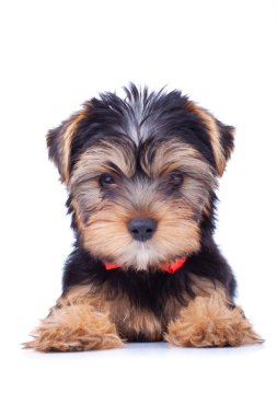 Yorkshire puppy sitting and looking clipart