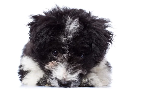 Carino mentire Bichon Havanese cucciolo — Foto Stock