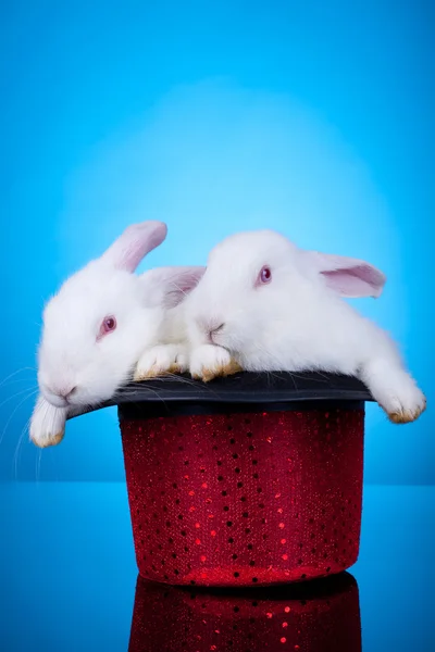 Two cute little bunnies in a hat — Stock Photo, Image