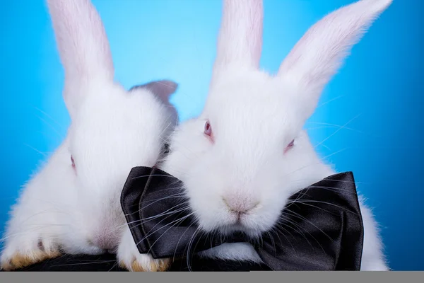 Para słodkie białe króliczki — Zdjęcie stockowe