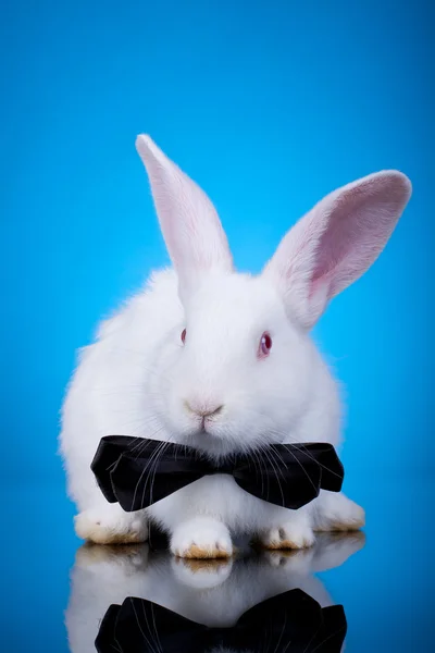 Kırmızı gözlü beyaz tavşanı — Stok fotoğraf