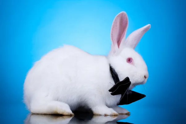 Bílý králík s lukem krk — Stock fotografie