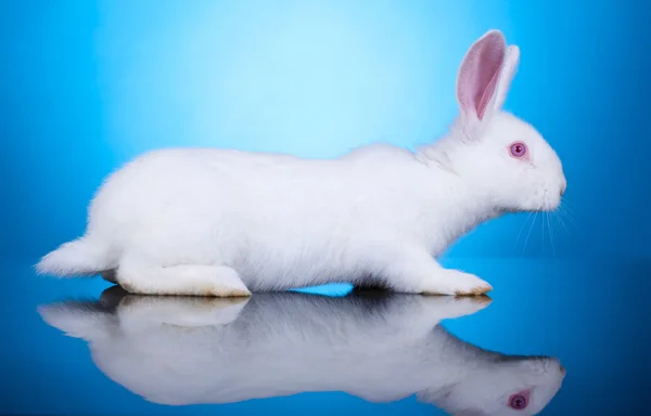 Vista laterale di un piccolo coniglietto — Foto Stock
