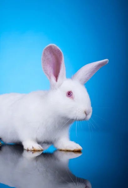 Cabeça de um pequeno coelho branco — Fotografia de Stock