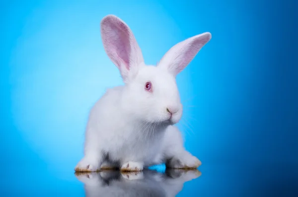 Ciekawy mały króliczek — Zdjęcie stockowe