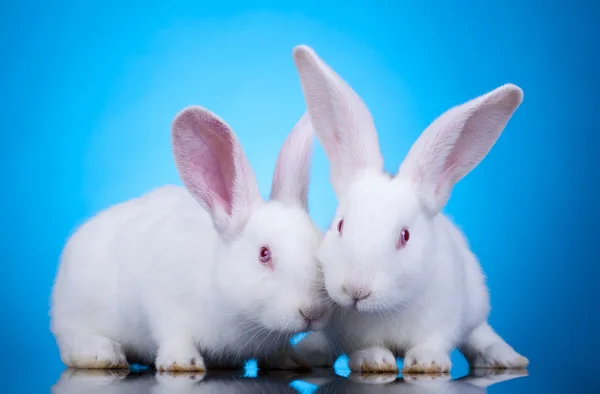 Coniglietti di Pasqua — Foto Stock