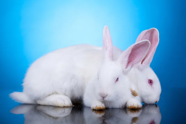 흰색 토끼 재생 — 스톡 사진