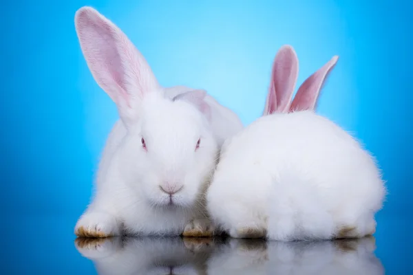 Dois coelhos brancos em posição engraçada — Fotografia de Stock