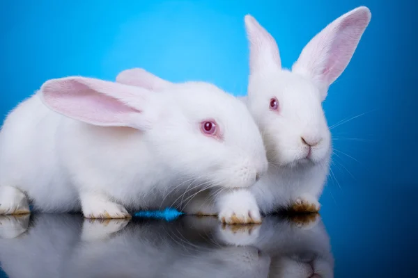 Beyaz küçük tavşan — Stok fotoğraf