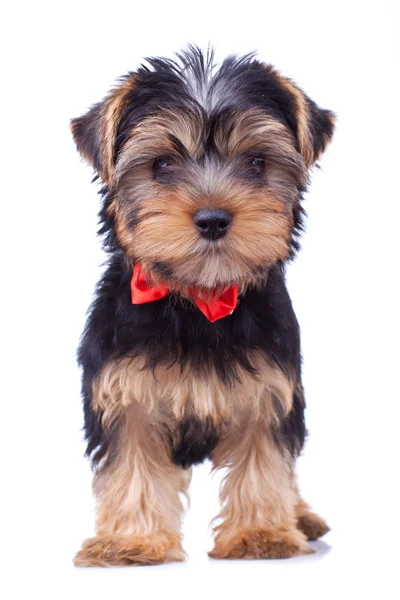 Ständiga yorkshire hundvalp med röd rosett — Stockfoto