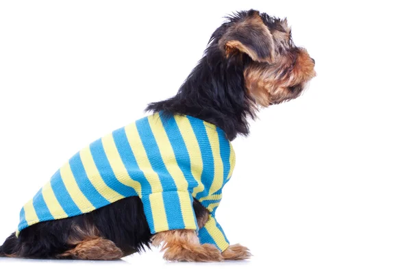 何かを見て興味津 々 のヨークシャー子犬 — ストック写真