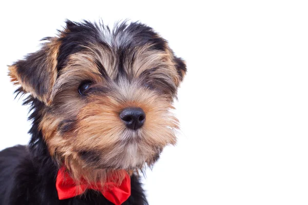 Sevimli yorkshire köpek yavrusu kırmızı yay ile — Stok fotoğraf