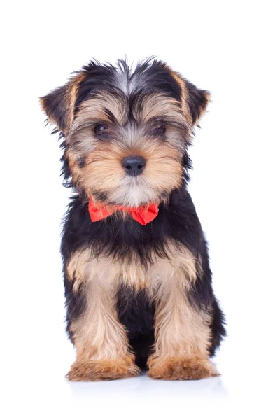 Seated yorkshire puppy withred bow — Stock Photo, Image