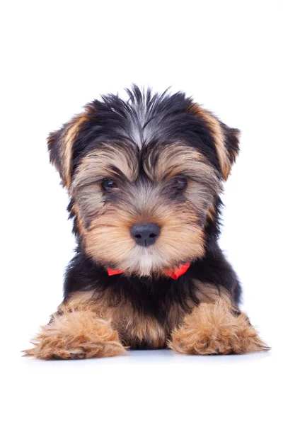 Yorkshire puppy sitting and looking — Stock Photo, Image