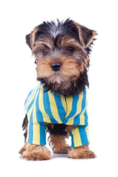 Yorkshite puppy, seated, cute dressed — Stock Photo, Image