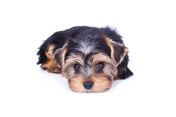 Adorabile cucciolo di yorkshire rilassante — Foto Stock