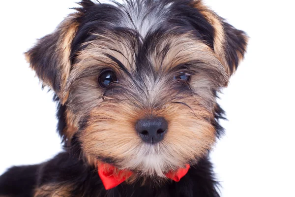 Bonito cachorro yorkshire com arco vermelho — Fotografia de Stock