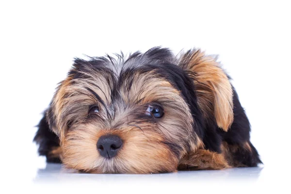 Sweet puppy Yorkshire laying — Stock Photo, Image