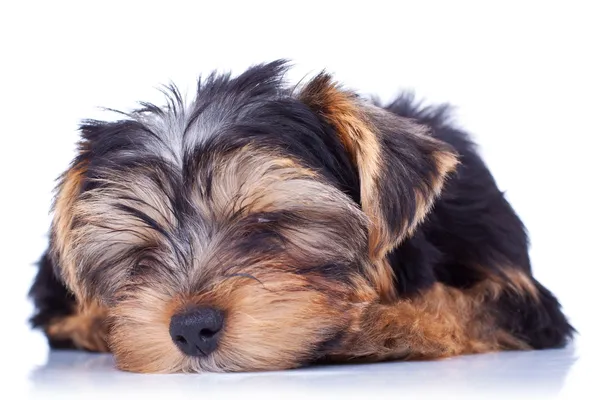 Durmiendo yorkshire cachorro —  Fotos de Stock