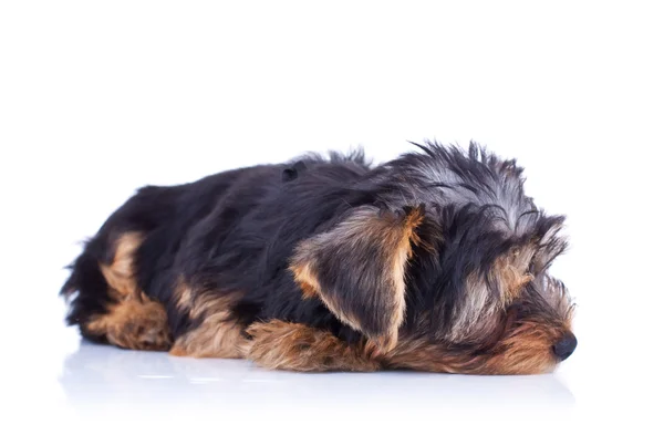 Sleeping yorkshire puppy — Stock Photo, Image