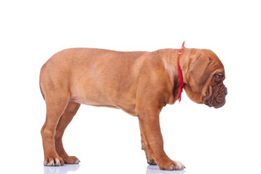 dogue de bordeaux köpek duran