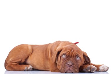 Dogue De Bordeaux