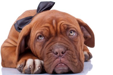 Cloaseup of a french mastiff clipart