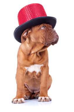 dogue de bordeaux kırmızı giyen şapka göster