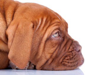 dogue de Bordeaux uykulu köpek yavrusu