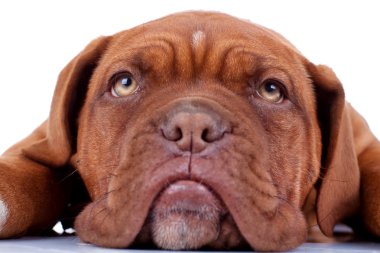 French mastiff's sad eyes clipart