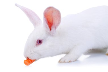 beyaz tavşan havuç yeme
