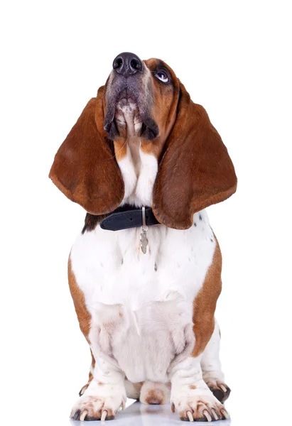 Basset-Hundehund schaut auf — Stockfoto