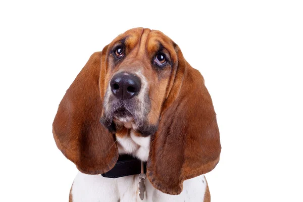 Basset hound dog ansikte — Stockfoto