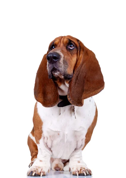 Basset hound siedzi — Zdjęcie stockowe