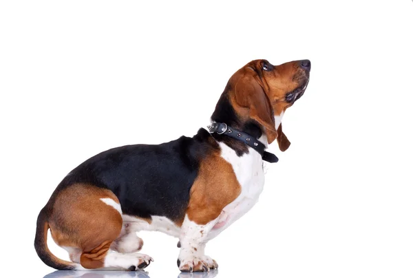 Curious Basset hound — Stock Photo, Image