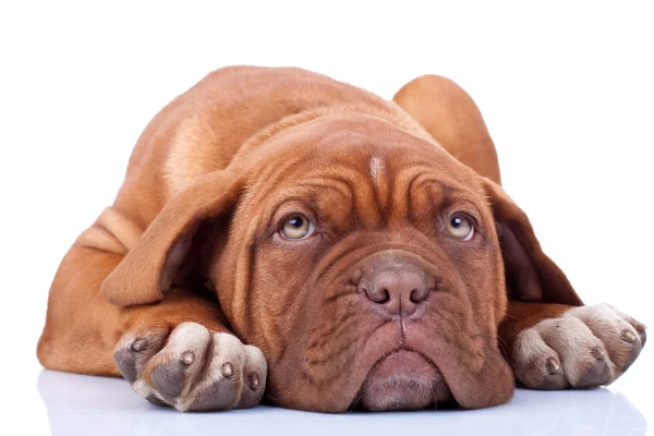 Zmęczony i cute Dog bordeaux — Zdjęcie stockowe