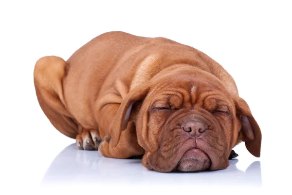 Cucciolo dormiente di dogue de bordeaux — Foto Stock