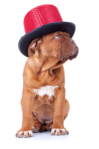Dogue de Bordeaux portant un chapeau rouge — Photo
