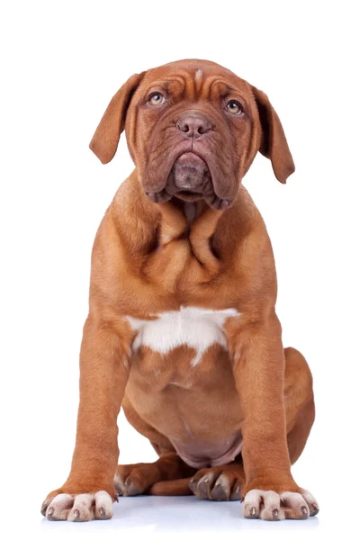 Zittende Franse mastiff pup — Stockfoto
