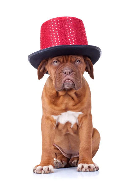 Mastim francês usando um chapéu de show vermelho — Fotografia de Stock