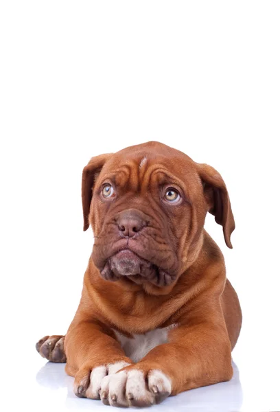 Cachorro de Dogue de Bordeaux — Foto de Stock