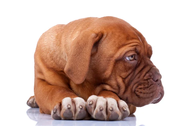 Filhote de cachorro sentado de Dogue de Bordeaux — Fotografia de Stock