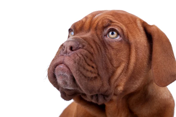 Rosto de um Dogue de Bordeaux — Fotografia de Stock