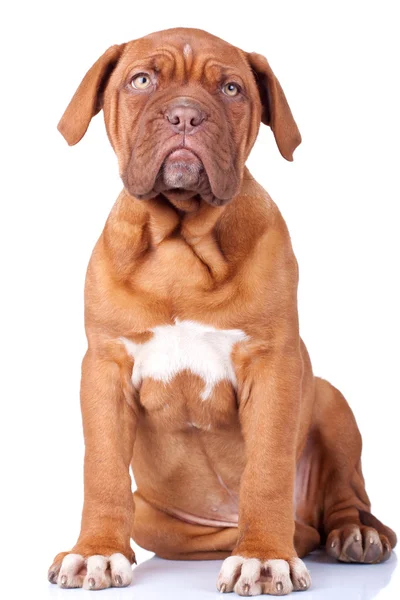 Filhote de cachorro sentado de Dogue de Bordeaux — Fotografia de Stock