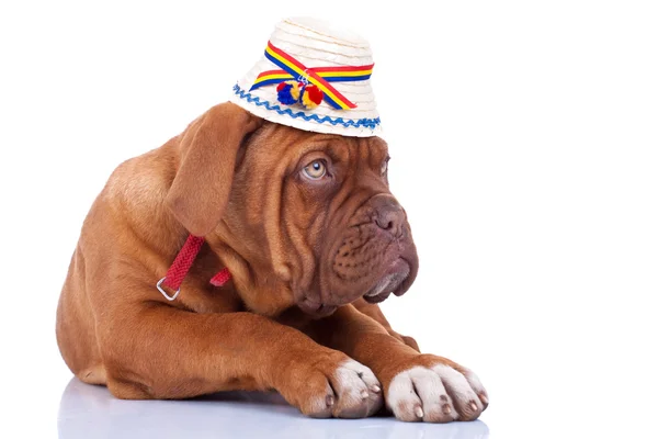 stock image Puppy wearing a traditional romanian hat