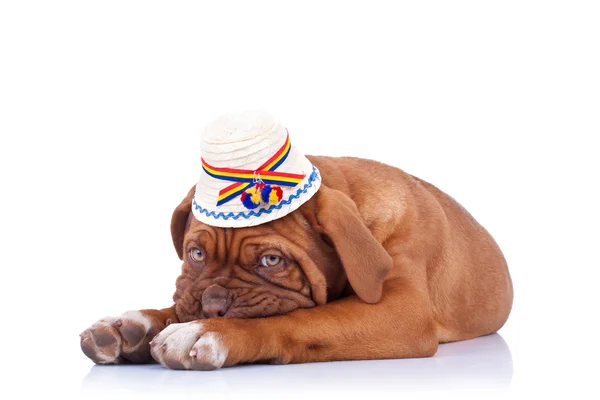 Smutny Mastif francuski tradycyjne w kapeluszu — Zdjęcie stockowe